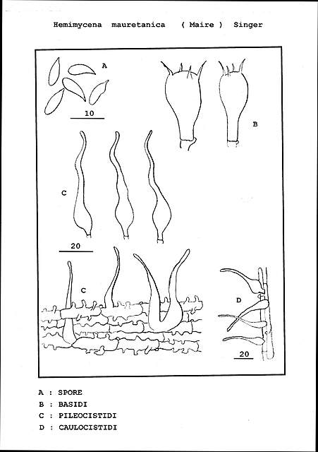 Hemimycena mauretanica    (Maire)   Singer